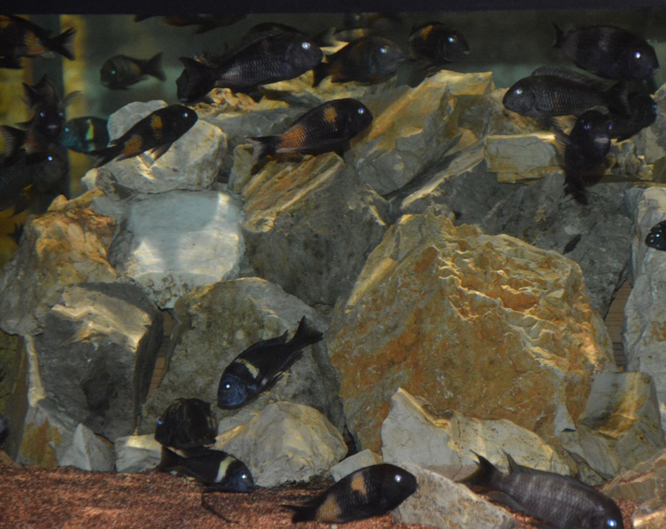 L'acquario di Calci il settore Tanganika (ph. P. Russo)