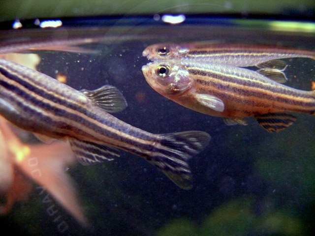 enzimi pesce zebra