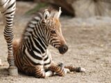 Pistoia, nasce una zebra: lo zoo cerca il nome