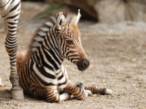 zebra pistoia