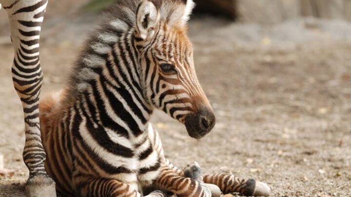 Pistoia, nasce una zebra: lo zoo cerca il nome