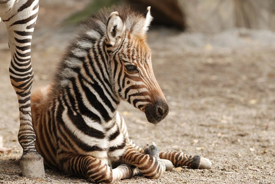 Pistoia, nasce una zebra: lo zoo cerca il nome