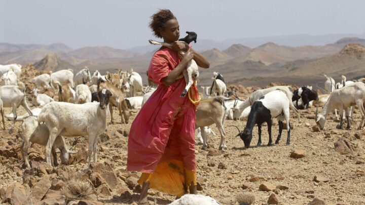 Fiore del deserto, storia di una donna