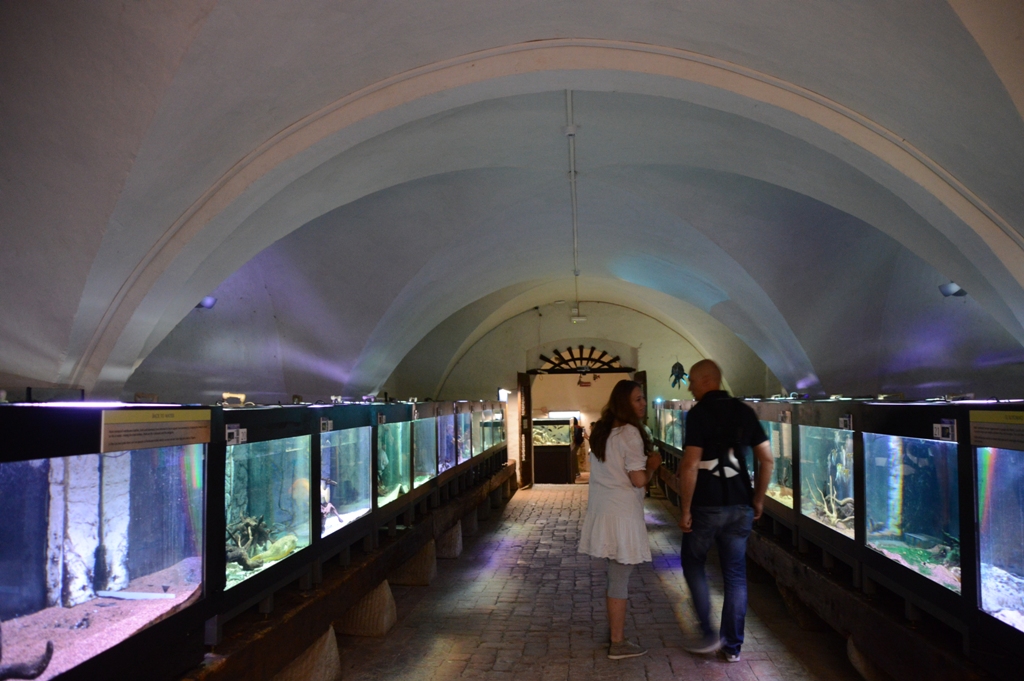 Pisa, a Calci il più grande acquario d’Italia