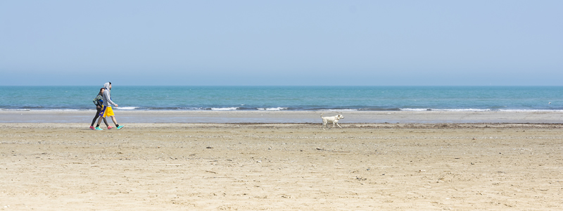In vacanza con cane e gatto, ecco come fare