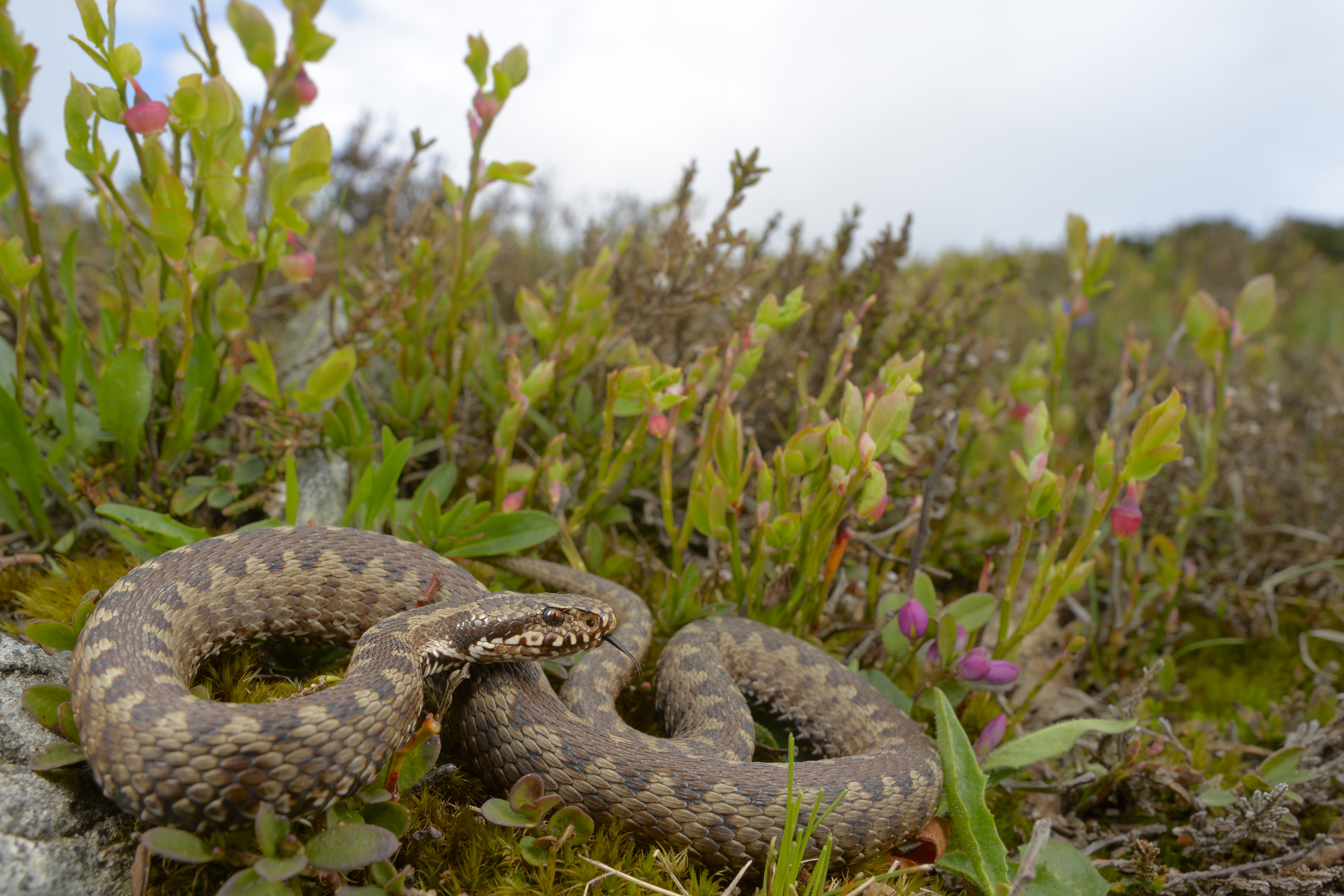 La vipera più rara abita sulle Alpi