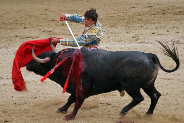Europarlamento, niente aiuti a chi alleva tori da corrida
