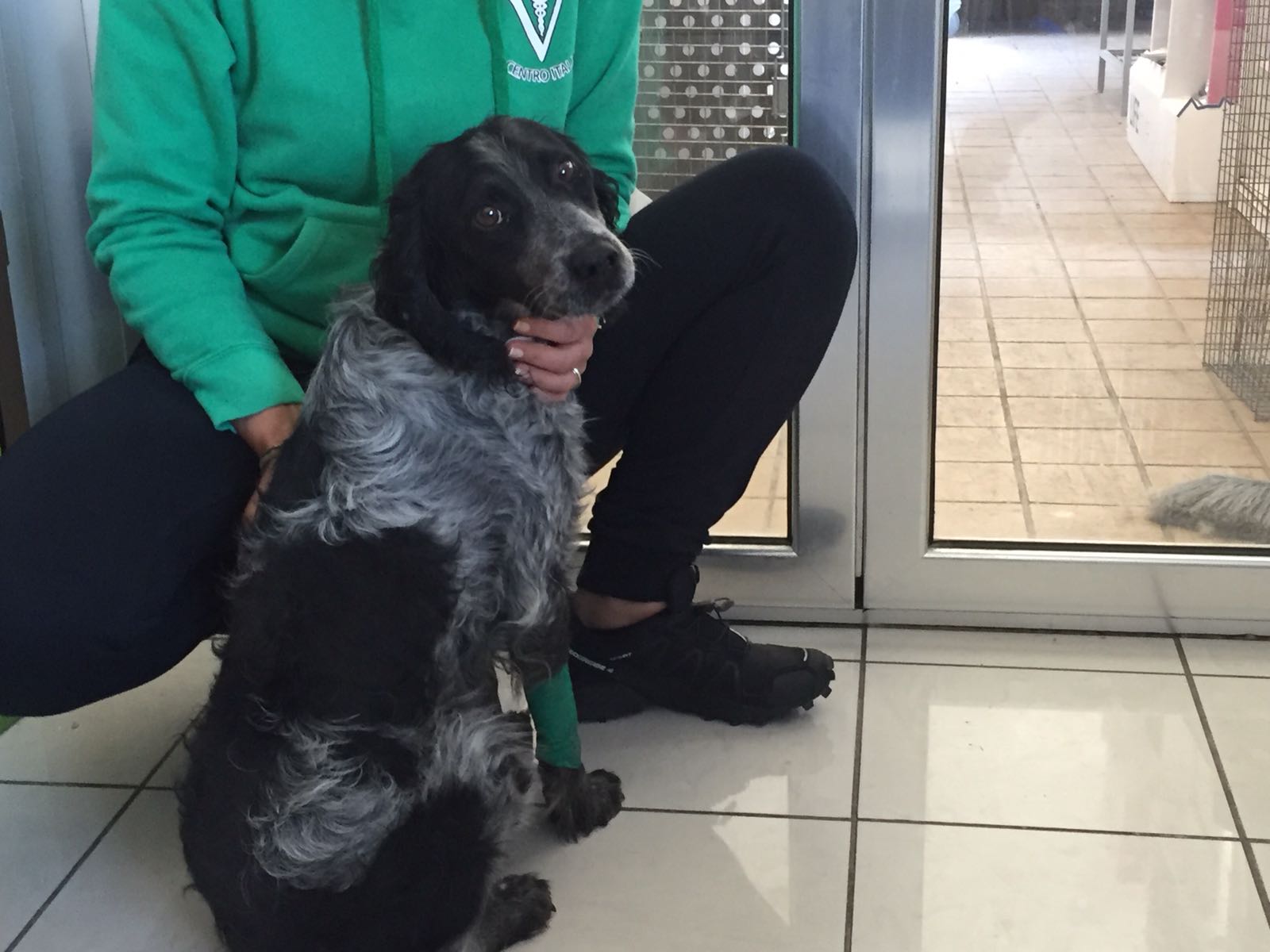 Terremoto. Sta bene Ulisse, il cane estratto dalle macerie a Norcia