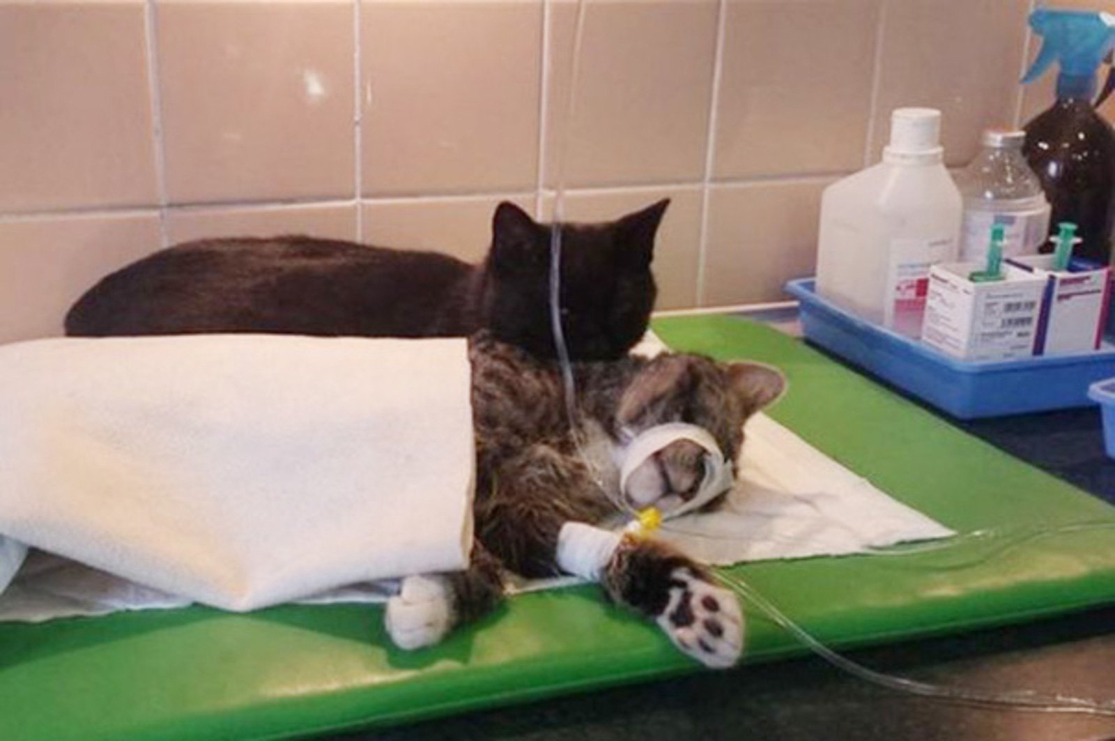 Guarire con le fusa, la storia di Radamenes, il gatto infermiere