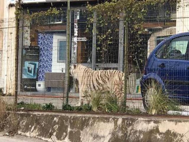 Monreale, poche ore di libertà per una tigre bianca