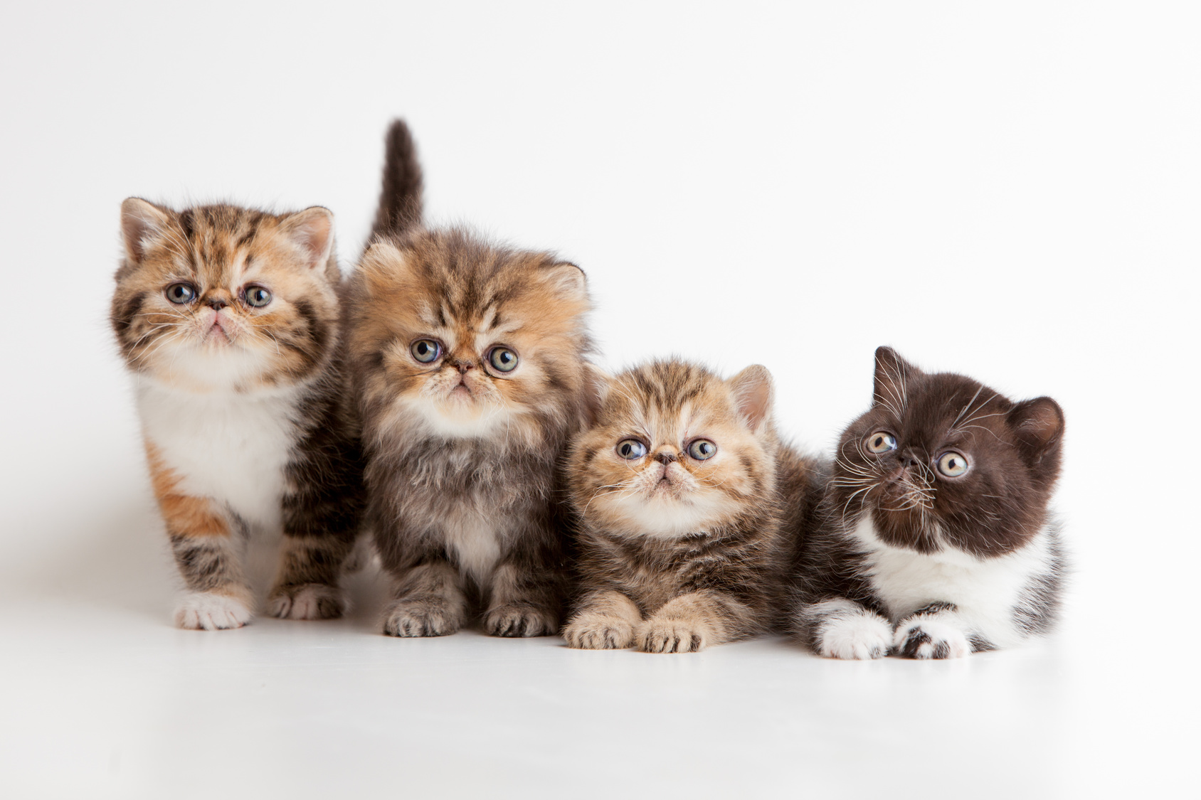 World Cat Day 2017, si celebra oggi il felino più amato