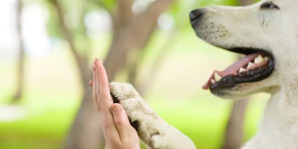 Rapporto Eurispes 2017, vegani triplicati e italiani sempre più amici degli animali