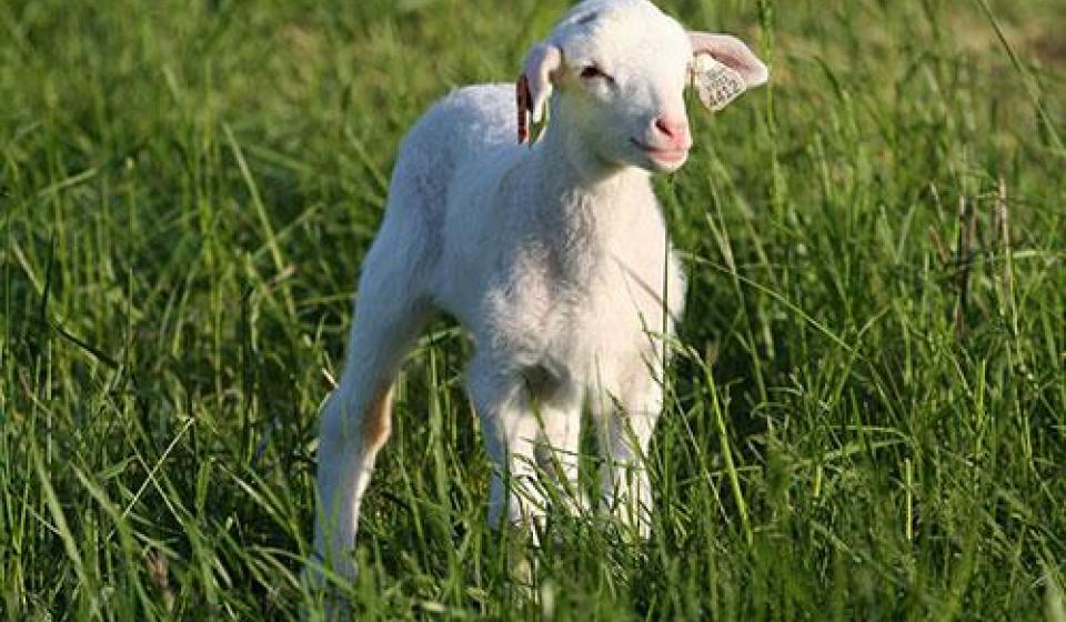 Pasqua, strage di animali: io sto dalla parte degli agnelli