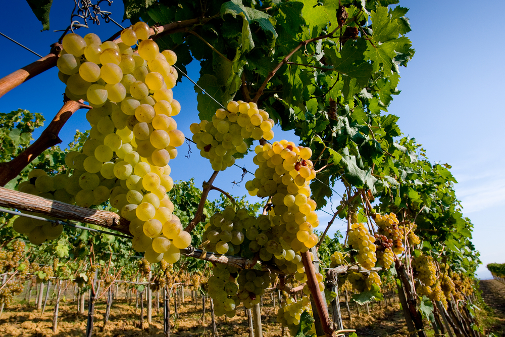 Vendemmia: sei tour d’autunno nei migliori luoghi del vino
