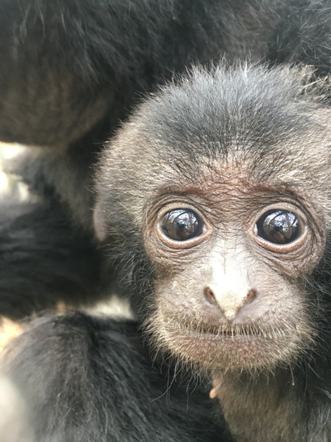 Eccezionale parto allo zoo di Napoli: nasce un piccolo di Siamango Eccezionale parto allo zoo di Napoli: nasce un piccolo di Siamango
