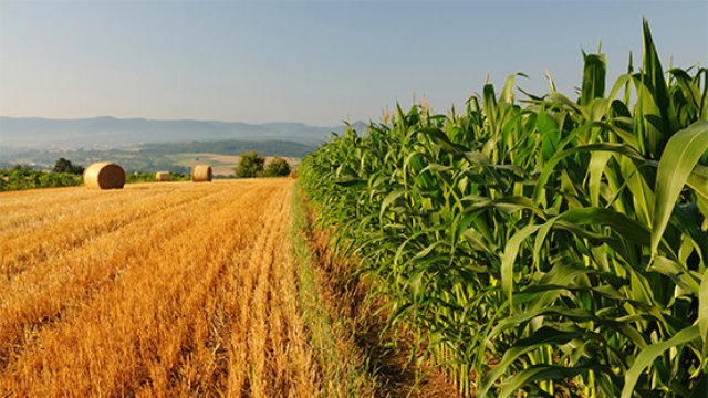 Fusione Monsanto Bayer, imminente l’ok dell’Unione europea