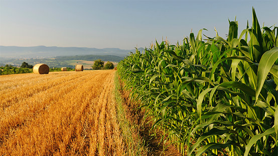 Agricoltore italiano ovvero custode dell’ambiente