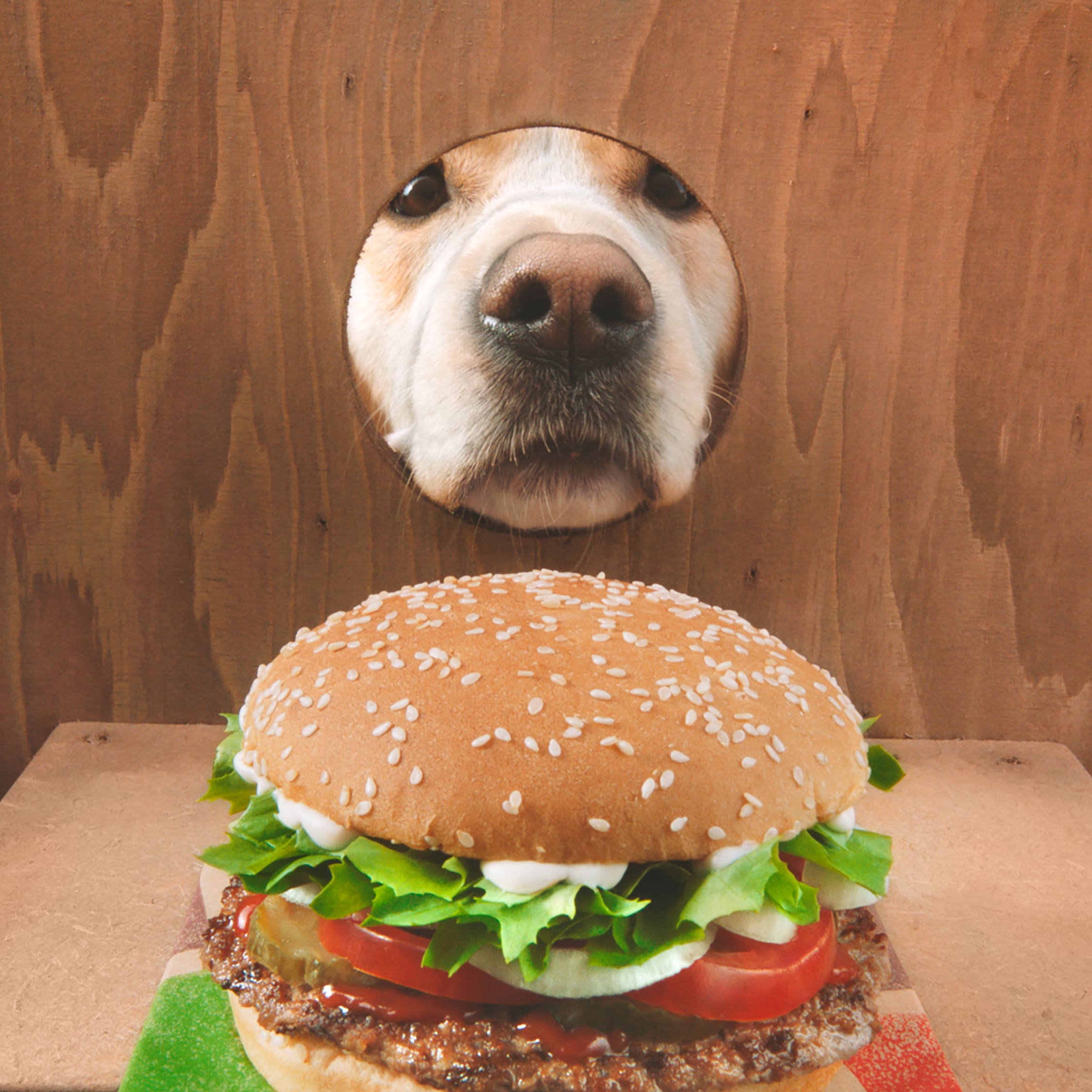 La storia di Flynn, il cane-guida che sa trovare gli hamburger