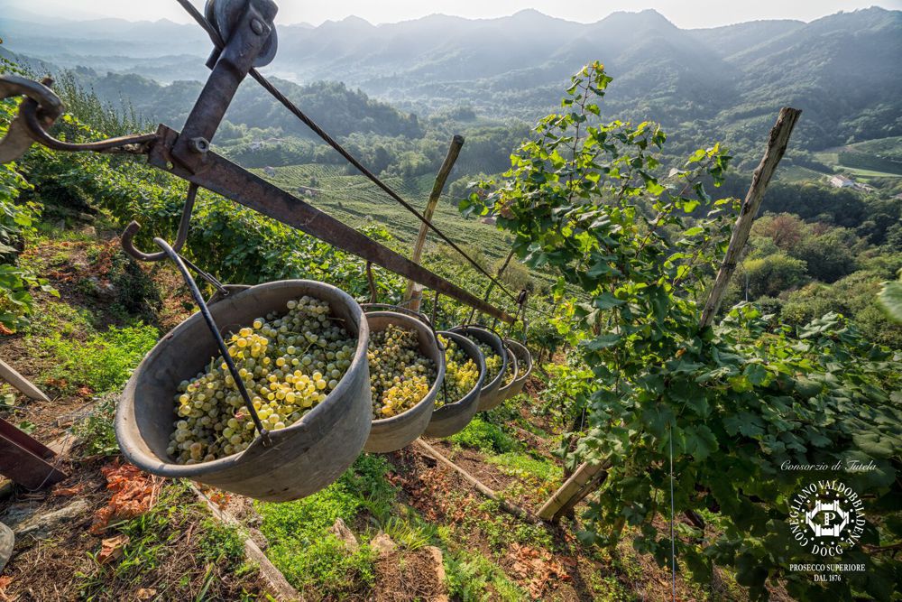 Vendemmia, 5 idee per scoprire i luoghi dove la produzione del vino è più “eroica”