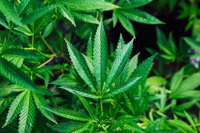 La Cannabis terapeutica “piace” agli italiani: lo dice lo studio Bem Eusphera