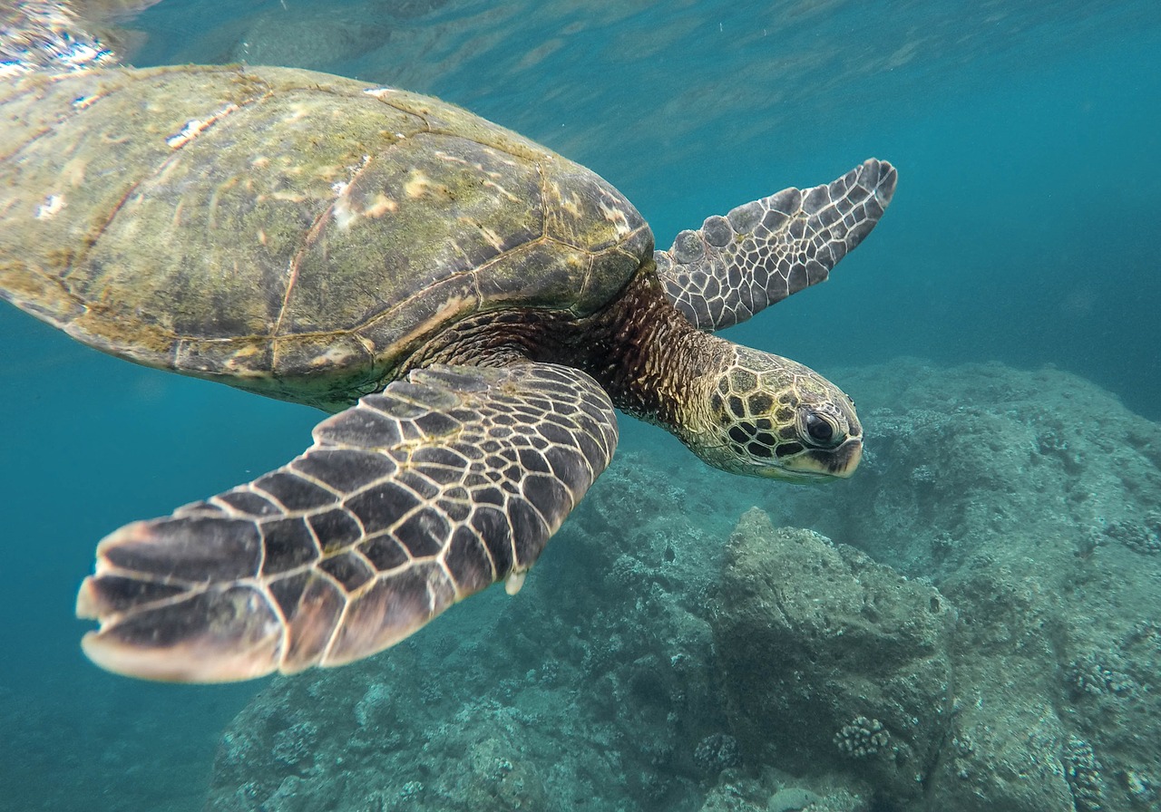 Tartarughe marine, in Toscana “Chi trova un nido trova un tesoro”
