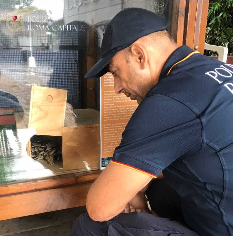 Polizia locale di Roma Capitale, agenti ritrovano un serpente boa constrictor in un palazzo
