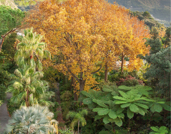 Ischia, Giardini la Mortella imperdibili anche d’inverno
