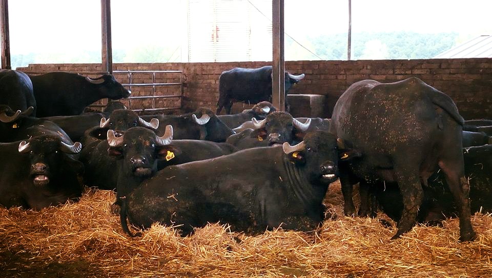 Coronavirus e settore latte bovino e bufalino, al via il bando della Regione Lazio