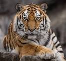 Il Covid19 si diffonde in Natura. Contagiata una tigre. Un dipendente dello Zoo il presunto untore