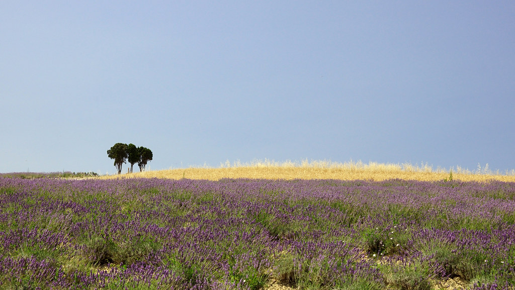 Campo di lavanda a Santa Luce in Toscana (ph. Andrea D'Angiolo).