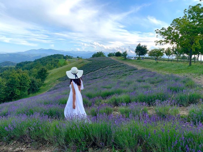 Lungo le vie viola: in bici o a piedi per seguire le sfumature dei campi di lavanda