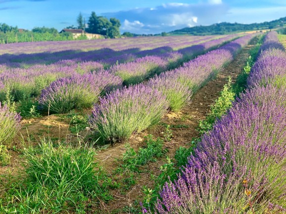 Campi di lavanda a Viguzzolo (ph. ATL Alexala).