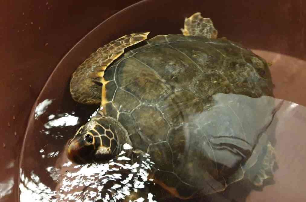 Tartaruga Caretta caretta appena soccorsa (Ph. P.Russo/IN24).
