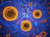 Così si mantengono in ordine le cellule del corpo umano