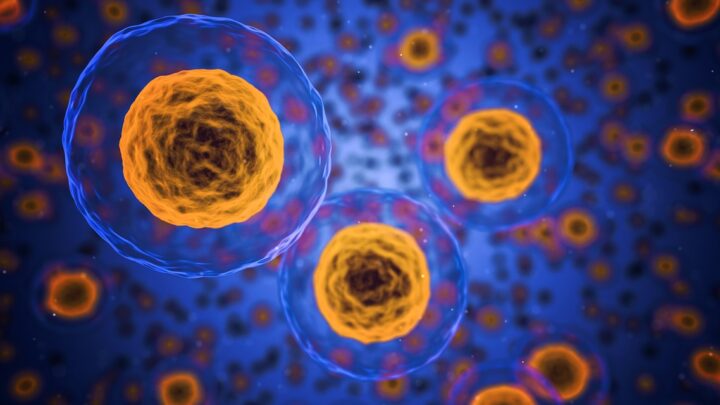 Così si mantengono in ordine le cellule del corpo umano