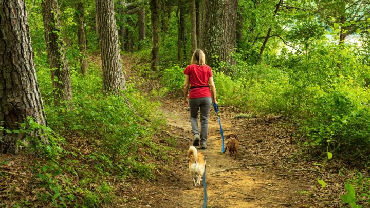Cani a rischio in primavera, ecco i consigli dei veterinari di EpiCura