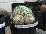Cactus rarissimi sequestrati tornano in Cile
