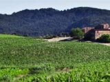 Carmignano tra vigne, arte e cultura