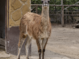 Zoo di Napoli, nuovi arrivi e storie da raccontare