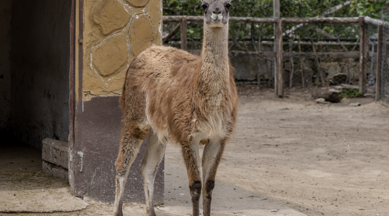 Zoo di Napoli, nuovi arrivi e storie da raccontare Zoo di Napoli, nuovi arrivi e storie da raccontare