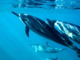 Seaspiracy, il documentario di Netflix che denuncia la pesca intensiva