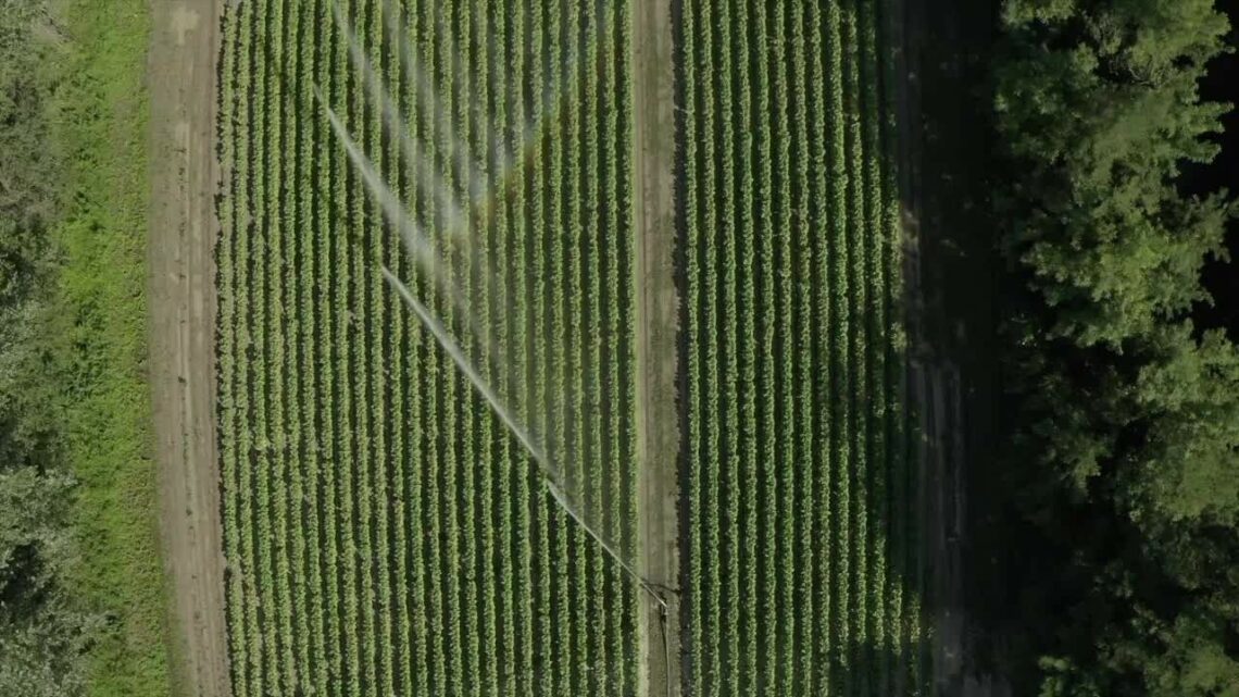 Philip Morris acquista un terzo della produzione di tabacco dell’Umbria Philip Morris acquista un terzo della produzione di tabacco dell’Umbria