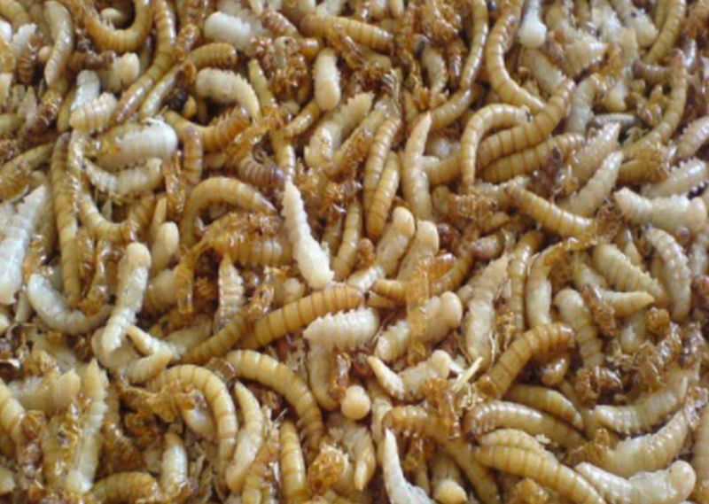 Da Ue via libera a vermi farina gialla essiccati come alimento Da Ue via libera a vermi farina gialla essiccati come alimento