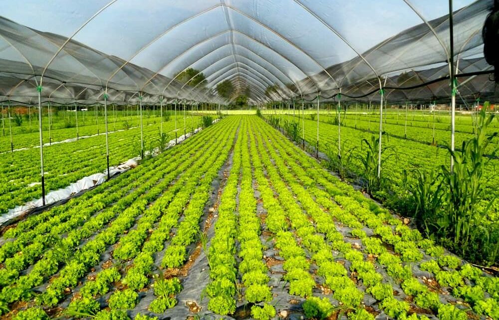 Agroalimentare, Generazione Z punta su Made in Italy e sostenibilità Agroalimentare, Generazione Z punta su Made in Italy e sostenibilità