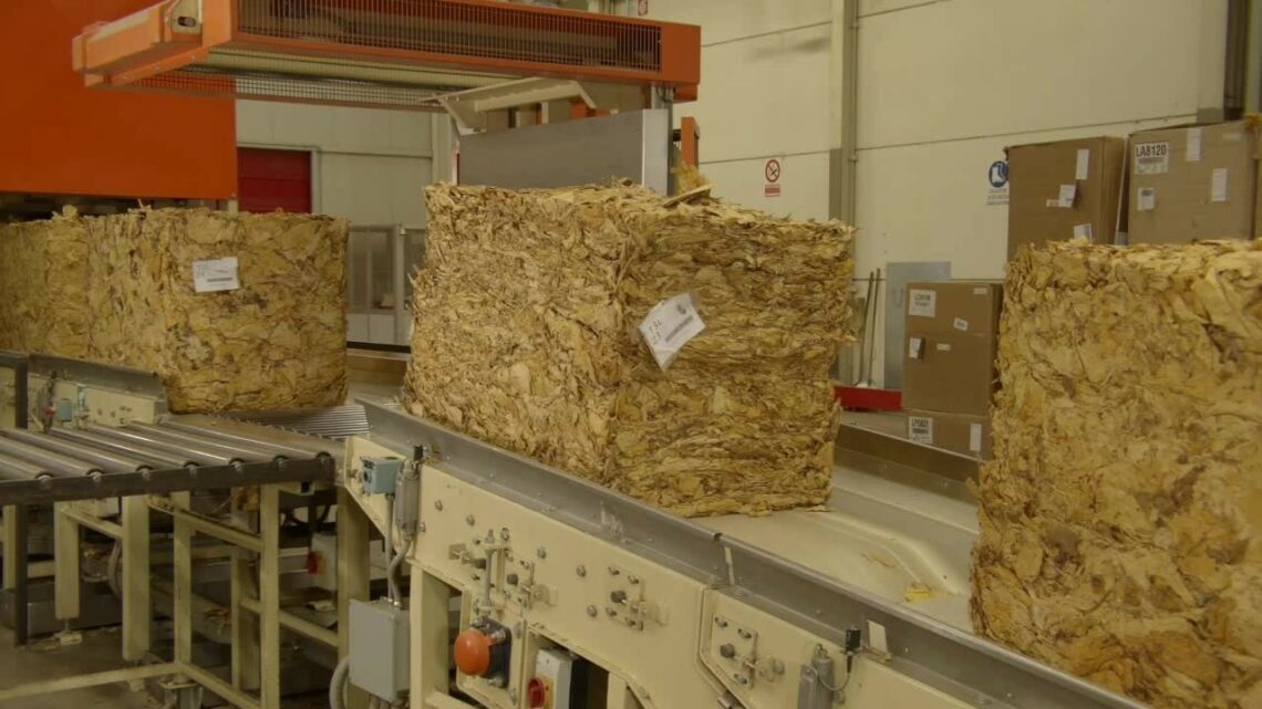 Philip Morris acquista la metà del tabacco campano Philip Morris acquista la metà del tabacco campano