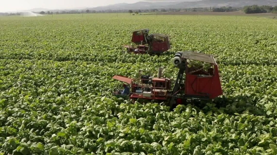 Tabacco, intesa Coldiretti-Philip Morris per la sostenibilità Tabacco, intesa Coldiretti-Philip Morris per la sostenibilità