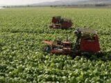 Tabacco, intesa Coldiretti-Philip Morris per la sostenibilità