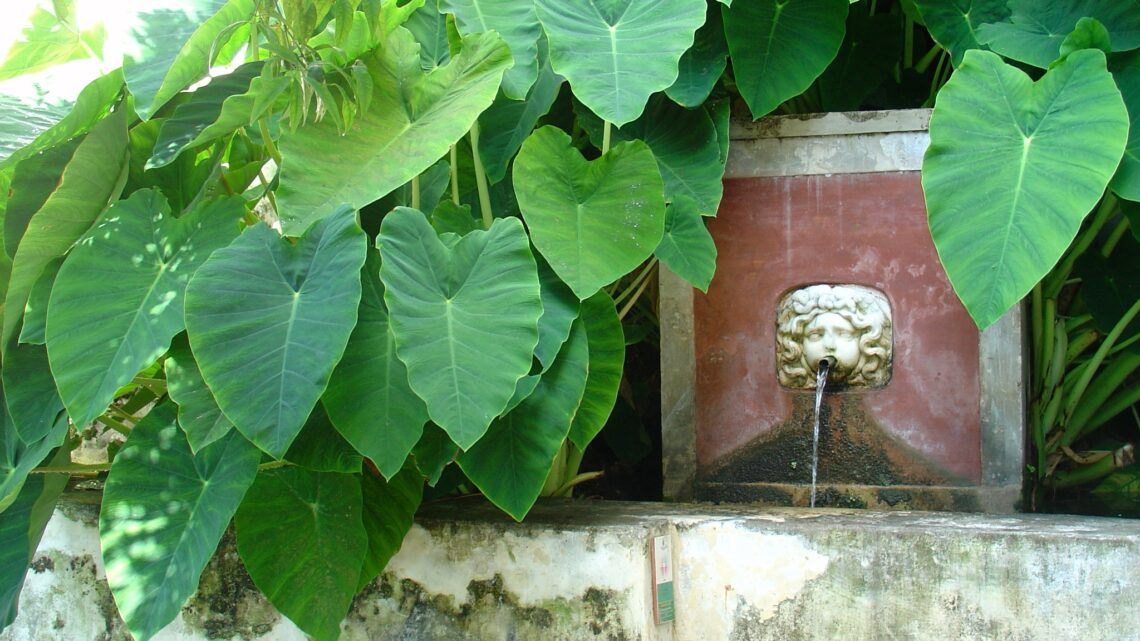 Il Giardino della Minerva di Salerno: primo orto botanico d’Europa Il Giardino della Minerva di Salerno: primo orto botanico d’Europa