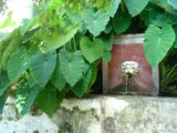 Il Giardino della Minerva di Salerno: primo orto botanico d’Europa