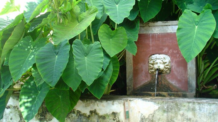 Il Giardino della Minerva di Salerno: primo orto botanico d’Europa